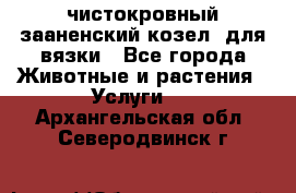 чистокровный зааненский козел  для вязки - Все города Животные и растения » Услуги   . Архангельская обл.,Северодвинск г.